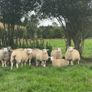 Ewe lambs Image 5