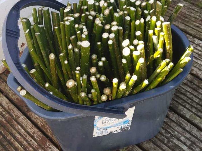 50/100 Thick Willow Cuttings For Hedges, Baskets, Logs