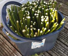 50/100 Thick Willow Cuttings For Hedges, Baskets, Logs