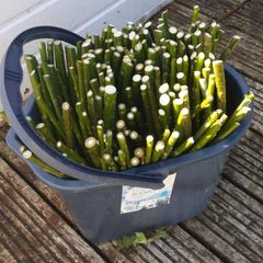 50/100 Thick Willow Cuttings For Hedges, Baskets, Logs
