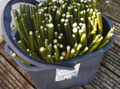 50/100 Thick Willow Cuttings For Hedges, Baskets, Logs