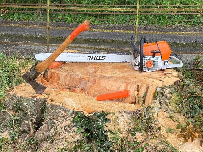 Tree felling