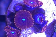 Red People Eater Zoa Frag
