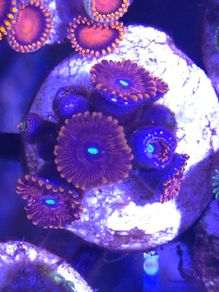 Red People Eater Zoa Frag