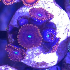 Red People Eater Zoa Frag