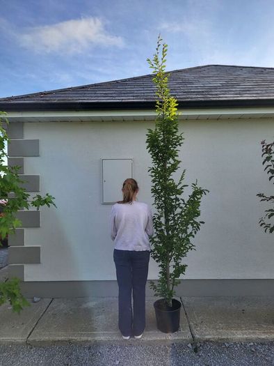 trees for sale