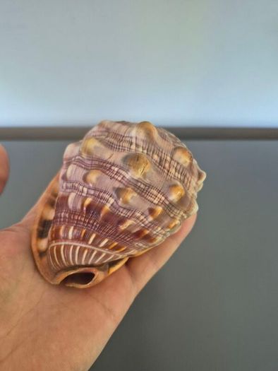 Large Shell Home decor