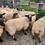 Ewe Lambs Image 6