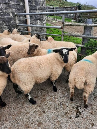 Ewe Lambs