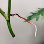 No.67 Monstera Albo Image 8