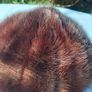 Switzer's Mink Hat Image 7