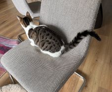 4 ikea chairs Lustebo