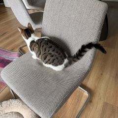 4 ikea chairs Lustebo