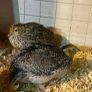 quail hatching eggs Image 4