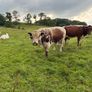 Livestock Image 2