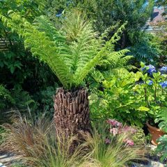 4ft+ Dicksonia Antartica tree fern thick trunk