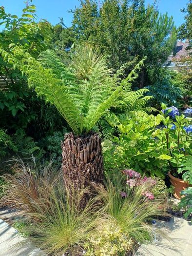 4ft+ Dicksonia Antartica tree fern thick trunk