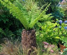 4ft dicksonia Antartica tree fern