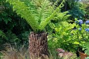 4ft dicksonia Antartica tree fern