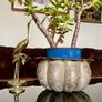 Antique Indian brass Planter Pumpkin Lotus Shape Image 8