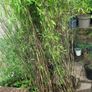 Bamboo fargesia Volcano Image 2
