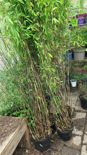 Bamboo fargesia Volcano
