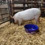 piglet Image 8