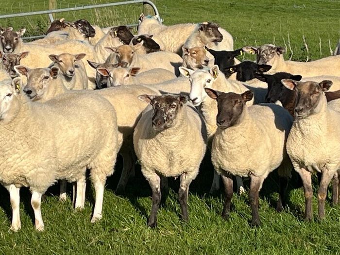 Hogget ewes