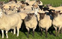 Hogget ewes