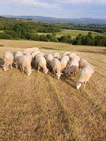 Organic hoggets ch x
