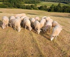 Organic hoggets ch x