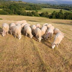 Organic hoggets ch x