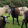 Ewe Hoggets Image 5