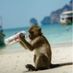 Monkeydream44