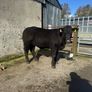 Cow makers castlerea mart Image 10