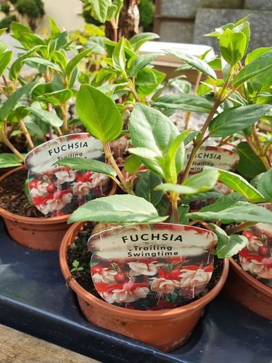 Summer Bedding, Trailing Plants