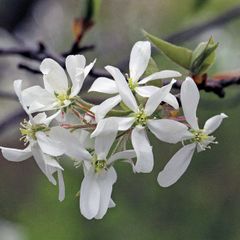 Amelanchier/Juneberry Potted Plants