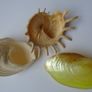 Shells, Home decor, Shell decorations.New Image 8