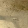silver ware Image 5