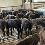 Aberdeen Angus Bulls Image 6