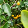 Fuchsia Plants 2euros Image 7