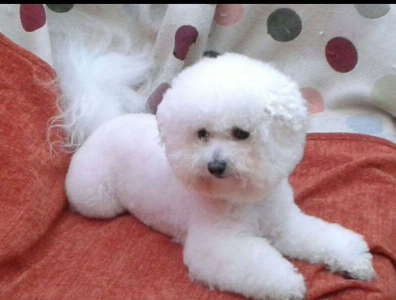 Dog grooming Blackrock