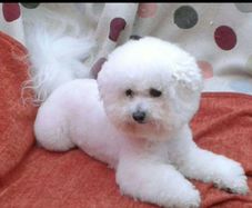 Dog grooming Blackrock