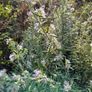 Evergreen Shrubs, Garden Plants Image 5
