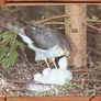 Fauna Postcards Image 9