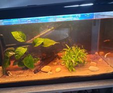 fish and fish tank for sale
