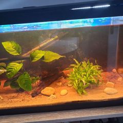 fish and fish tank for sale