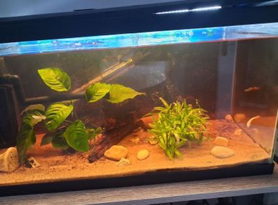 fish and fish tank for sale
