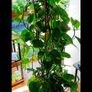 Healthy Golden Pothos - Large 1.50m Image 3