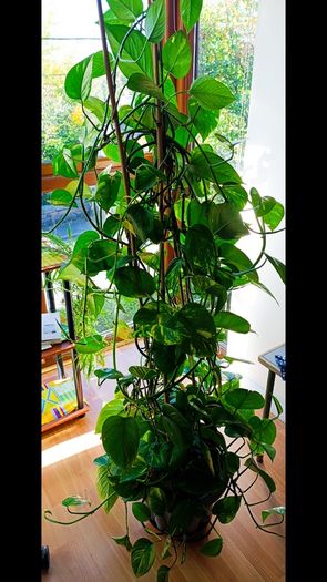 Healthy Golden Pothos - Large 1.50m